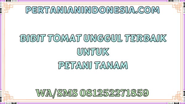 Bibit Tomat Unggul Terbaik Untuk Petani Tanam